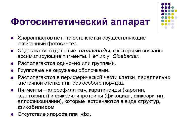 Фотосинтетический аппарат l l l l Хлоропластов нет, но есть клетки осуществляющие оксигенный фотосинтез.