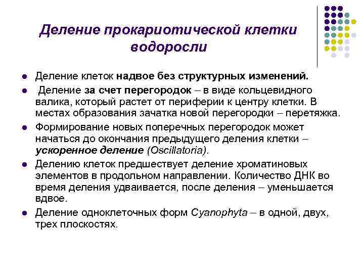 Деление прокариотической клетки водоросли l l l Деление клеток надвое без структурных изменений. Деление