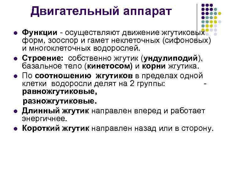 Двигательный аппарат l l l Функции - осуществляют движение жгутиковых форм, зооспор и гамет