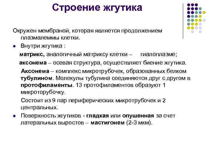 Строение жгутика Окружен мембраной, которая является продолжением плазмалеммы клетки. l Внутри жгутика : матрикс,