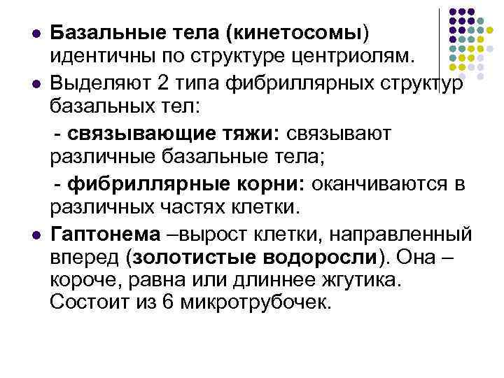 l l l Базальные тела (кинетосомы) идентичны по структуре центриолям. Выделяют 2 типа фибриллярных