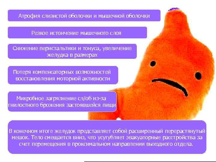 Атрофия слизистой оболочки и мышечной оболочки Резкое истончение мышечного слоя Снижение перистальтики и тонуса,