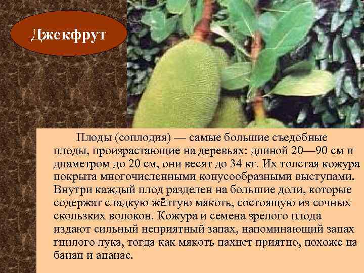 Джекфрут Плоды (соплодия) — самые большие съедобные плоды, произрастающие на деревьях: длиной 20— 90
