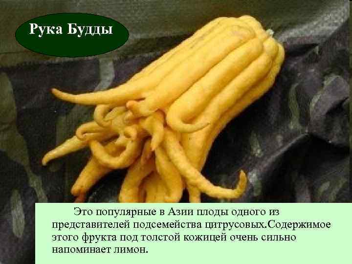 Рука Будды Это популярные в Азии плоды одного из представителей подсемейства цитрусовых. Содержимое этого