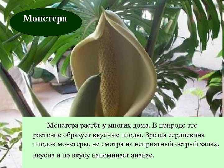 Монстера растёт у многих дома. В природе это растение образует вкусные плоды. Зрелая сердцевина