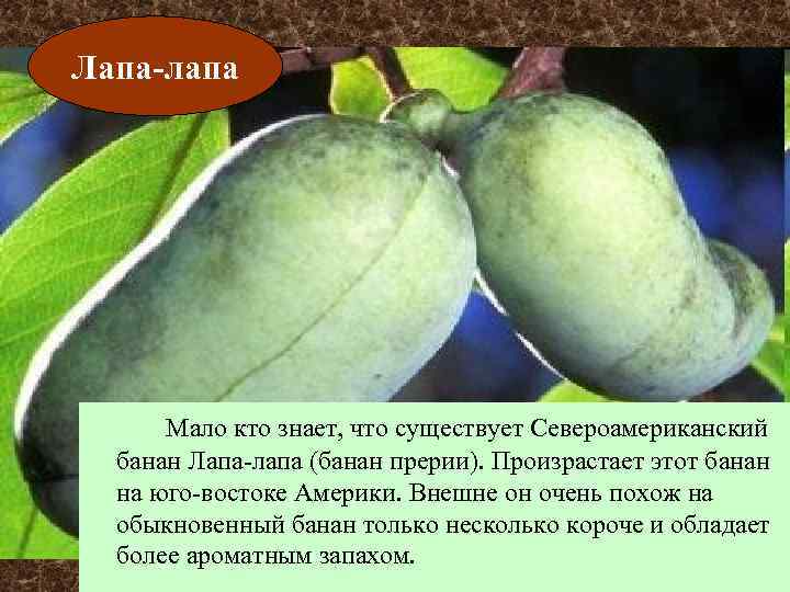 Лапа-лапа Мало кто знает, что существует Североамериканский банан Лапа-лапа (банан прерии). Произрастает этот банан