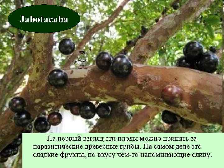 Jabotacaba На первый взгляд эти плоды можно принять за паразитические древесные грибы. На самом