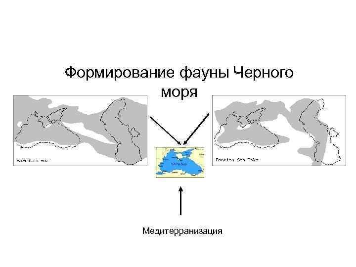 Формирование фауны Черного моря Медитерранизация 