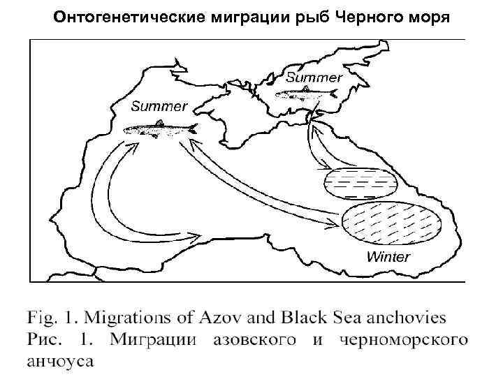 Онтогенетические миграции рыб Черного моря 