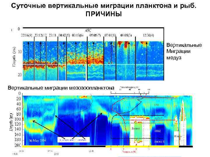 Суточные вертикальные миграции планктона и рыб. ПРИЧИНЫ Вертикальные Миграции медуз Вертикальные миграции мезозоопланктона 