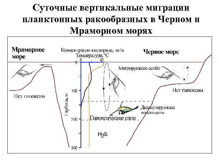 Суточные вертикальные миграции планктонных ракообразных в Черном и Мраморном морях 