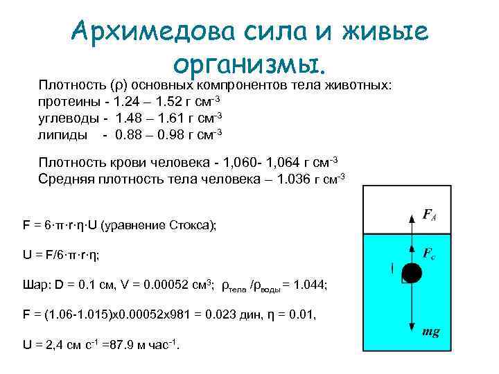 Архимедова сила и живые организмы. Плотность (ρ) основных компронентов тела животных: протеины - 1.
