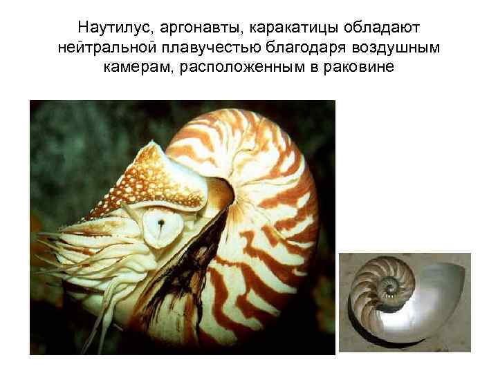 Наутилус, аргонавты, каракатицы обладают нейтральной плавучестью благодаря воздушным камерам, расположенным в раковине 