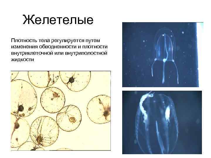 Желетелые Плотность тела регулируется путем изменения обводненности и плотности внутриклеточной или внутриполостной жидкости 