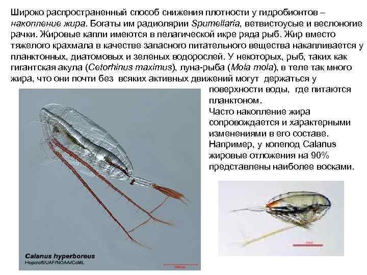 Широко распространенный способ снижения плотности у гидробионтов – накопление жира. Богаты им радиолярии Spumellaria,