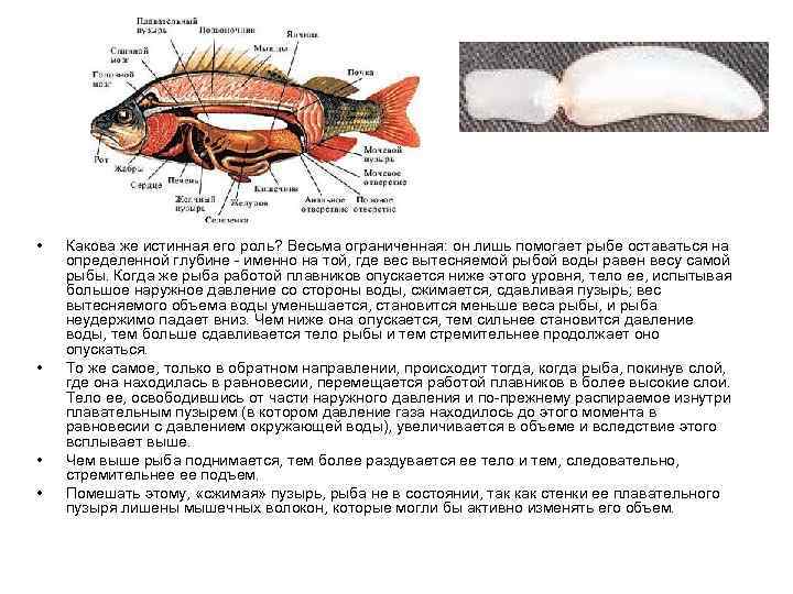 Работа плавников при движении рыбы в воде. Плавательный пузырь у рыб. Строение плавательного пузыря у рыб. Рыбы и преодоление сопротивление воды. Плавательный пузырь анатомия рыб.