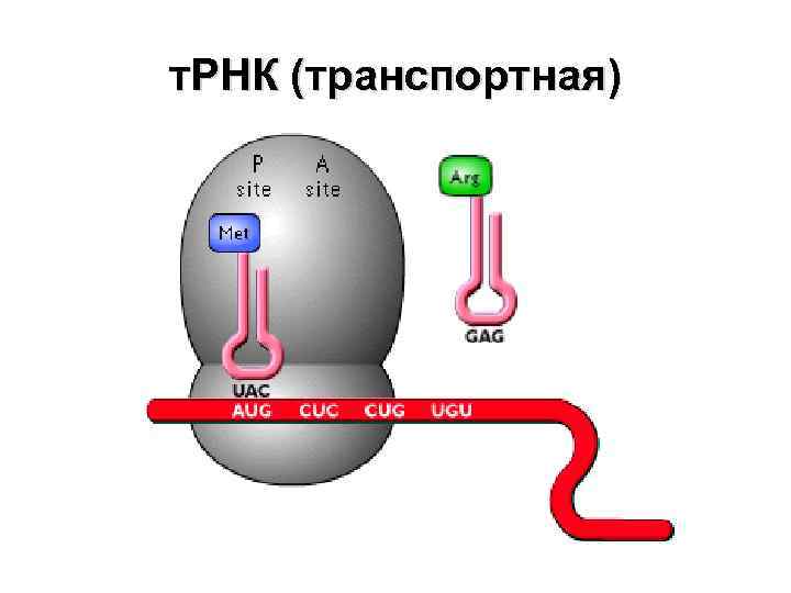 т. РНК (транспортная) 