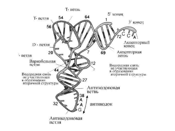 Схема первичной структуры нуклеиновых кислот