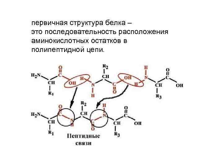 Первичная структура. Первичная структура белка структура. Первичная структура белков формула. Первичная структура белка формула. Строение первичной структуры белка.