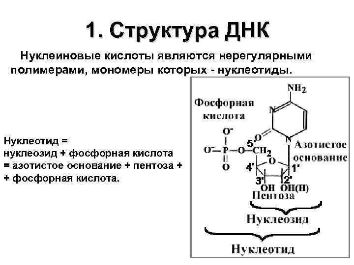 Мономерами нуклеиновых кислот являются нуклеотиды