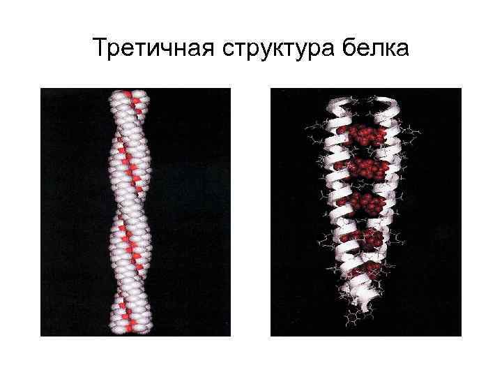 Третичная структура белка 