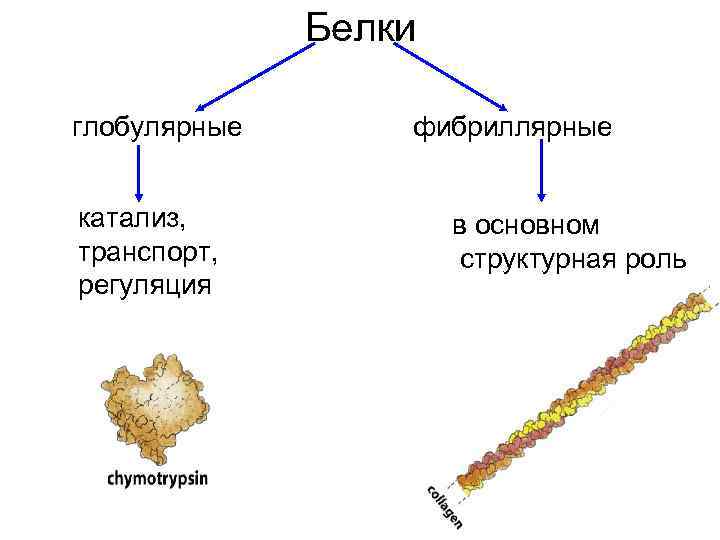 Глобулярные белки. Характеристика фибриллярных и глобулярных белков. Фибриллярные белки таблица. Фибриллярные и глобулярные белки таблица. Различия фибриллярных и глобулярных белков.