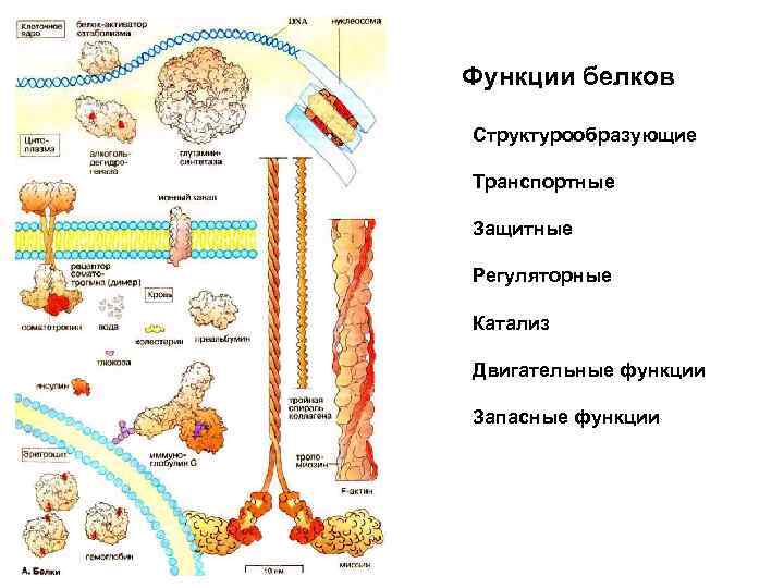 Схема гидролиза белков в жкт