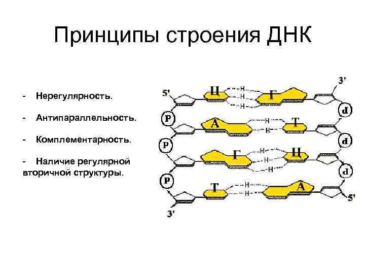 Правило комплементарности днк и рнк таблица