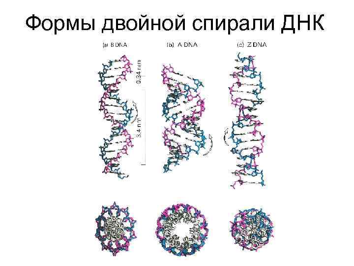 Двойная спираль роли