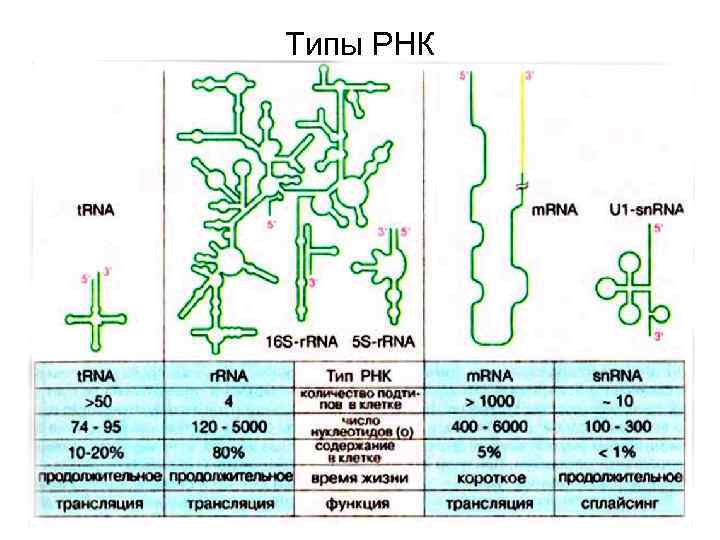 Какие виды рнк. Типы РНК их строение и функции. Функции различных типов РНК. РНК разновидности строение. РНК –функции,структура,типы.