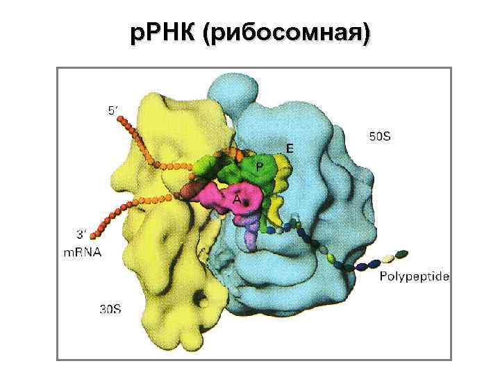 Рибосомная рнк рисунок