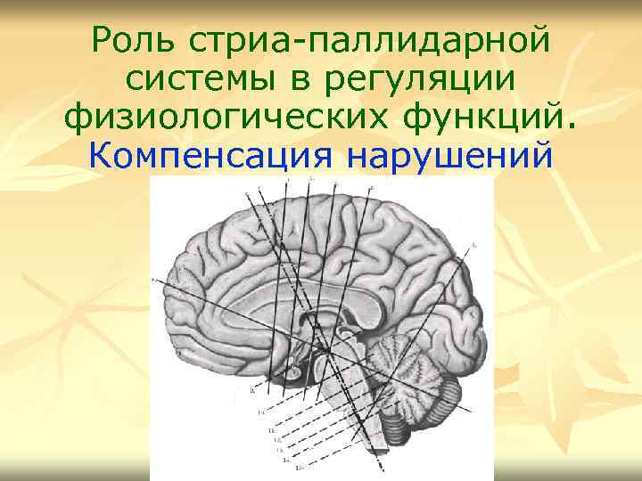 Роль стриа-паллидарной системы в регуляции физиологических функций. Компенсация нарушений 