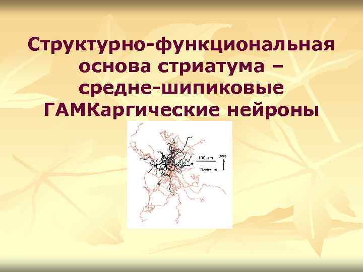 Структурно-функциональная основа стриатума – средне-шипиковые ГАМКаргические нейроны 