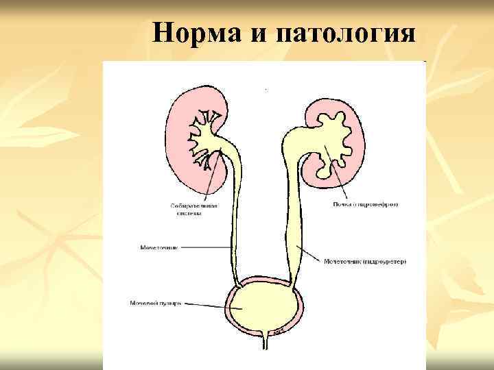 Норма и патология 