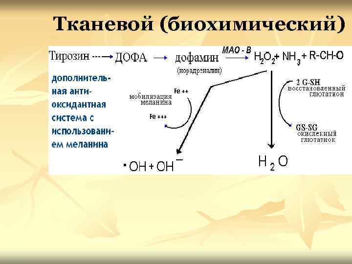 Тканевой (биохимический) 