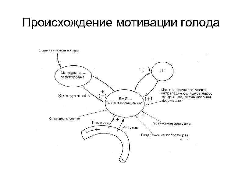 Происхождение мотивации голода 