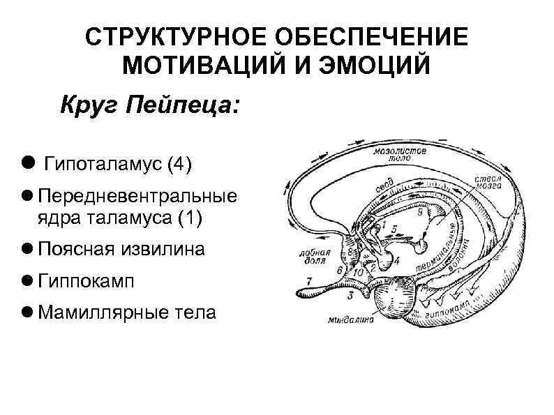 СТРУКТУРНОЕ ОБЕСПЕЧЕНИЕ МОТИВАЦИЙ И ЭМОЦИЙ Круг Пейпеца: Гипоталамус (4) Передневентральные ядра таламуса (1) Поясная
