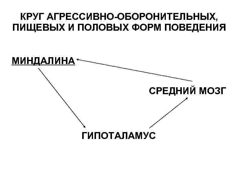 КРУГ АГРЕССИВНО-ОБОРОНИТЕЛЬНЫХ, ПИЩЕВЫХ И ПОЛОВЫХ ФОРМ ПОВЕДЕНИЯ МИНДАЛИНА СРЕДНИЙ МОЗГ ГИПОТАЛАМУС 