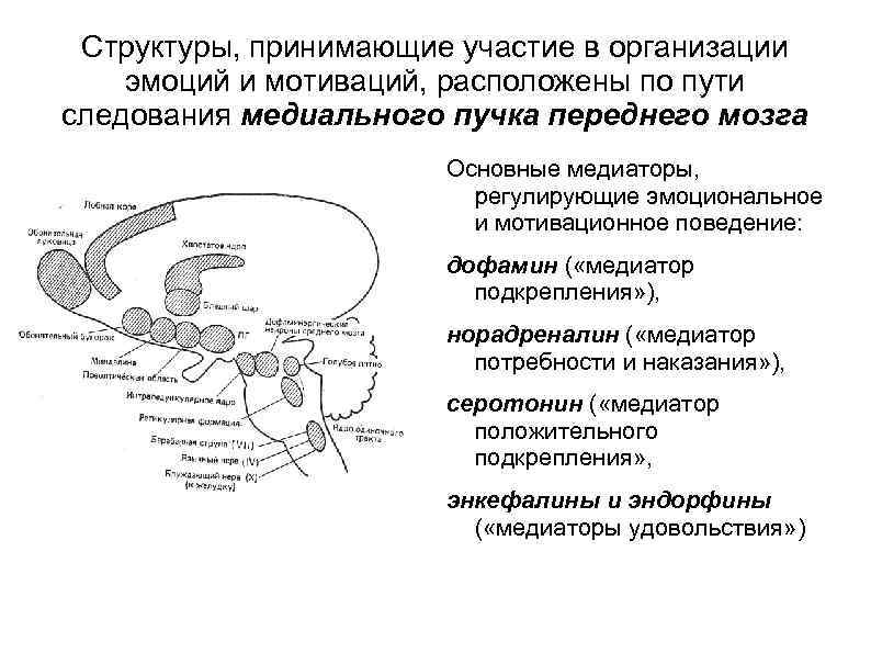 Структуры, принимающие участие в организации эмоций и мотиваций, расположены по пути следования медиального пучка