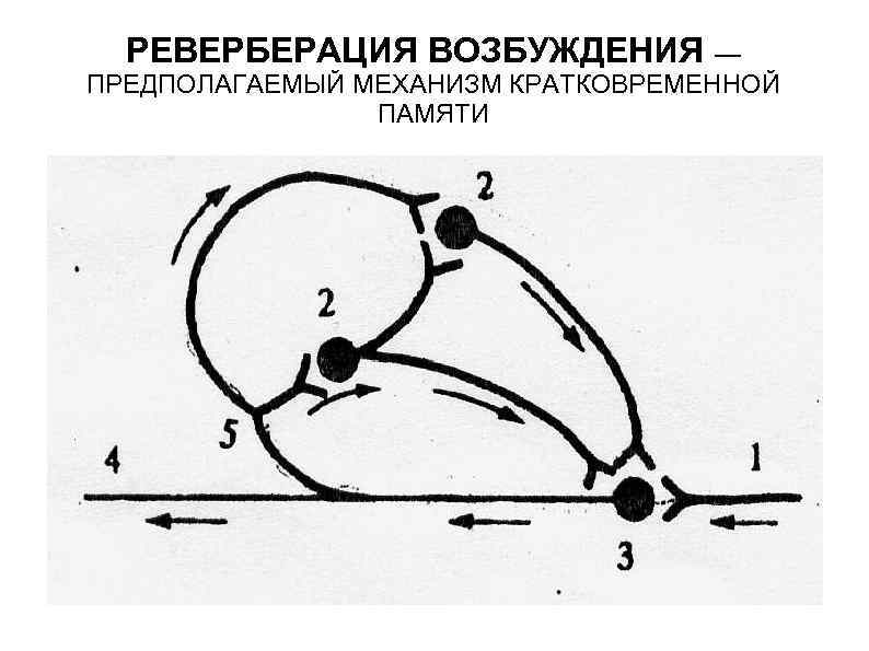 Реверберация это. Реверберация схема физиология. Реверберация нервных импульсов. Реверберационный механизм кратковременной памяти. Реверберация физиология памяти.