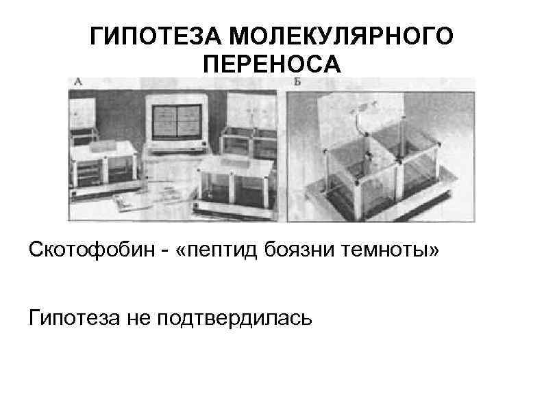 ГИПОТЕЗА МОЛЕКУЛЯРНОГО ПЕРЕНОСА Скотофобин - «пептид боязни темноты» Гипотеза не подтвердилась 