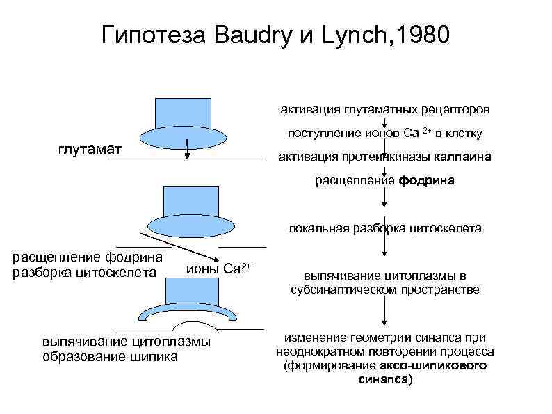 Гипотеза Baudry и Lynch, 1980 активация глутаматных рецепторов поступление ионов Са 2+ в клетку