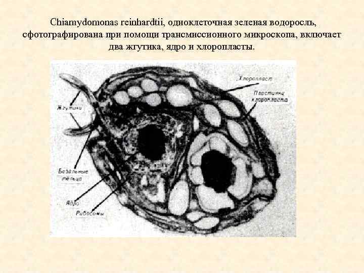 Chiamydomonas reinhardtii, одноклеточная зеленая водоросль, сфотографирована при помощи трансмиссионного микроскопа, включает два жгутика, ядро