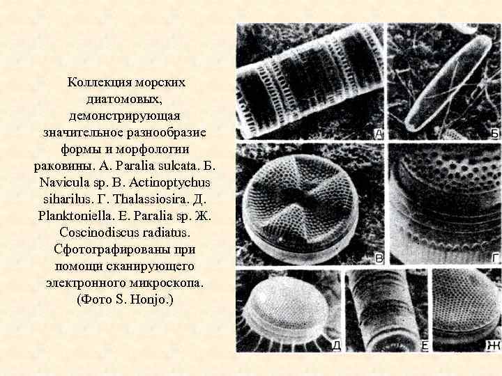 Коллекция морских диатомовых, демонстрирующая значительное разнообразие формы и морфологии раковины. A. Paralia sulcata. Б.