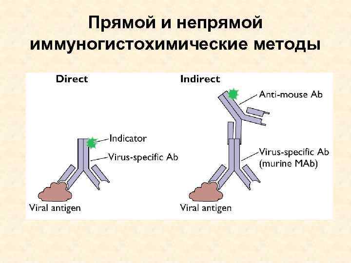 Прямой и непрямой иммуногистохимические методы 