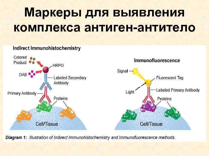 Маркеры для выявления комплекса антиген-антитело 