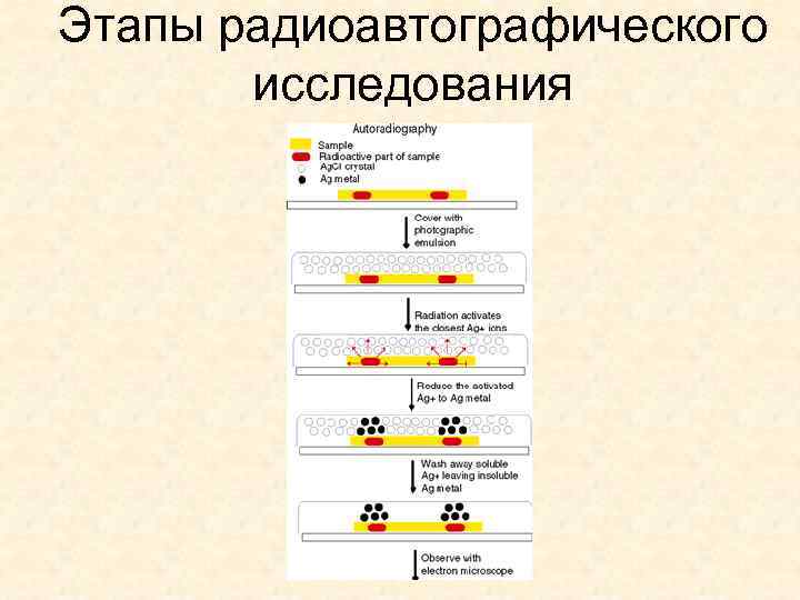 Этапы радиоавтографического исследования 
