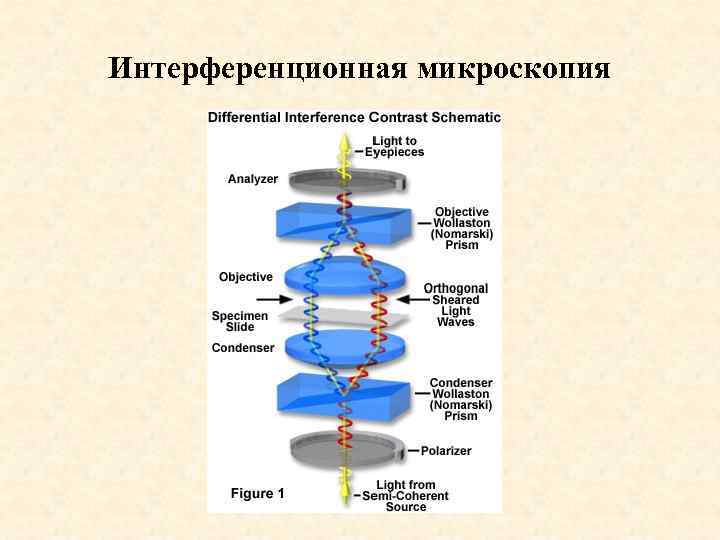 Интерференционная микроскопия 