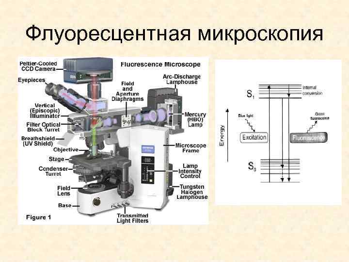 Микроскопия что это. Флуоресцентный микроскоп строение. Люминесцентный микроскоп мл-2 схема. Люминесцентный микроскоп строение. Люминесцентная микроскопия схема.