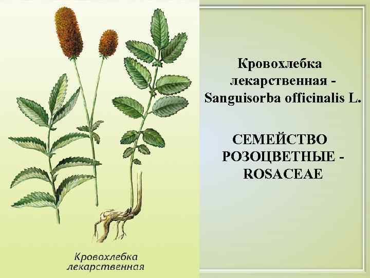  Кровохлебка лекарственная - Sanguisorba officinalis L. СЕМЕЙСТВО РОЗОЦВЕТНЫЕ ROSACEAE 